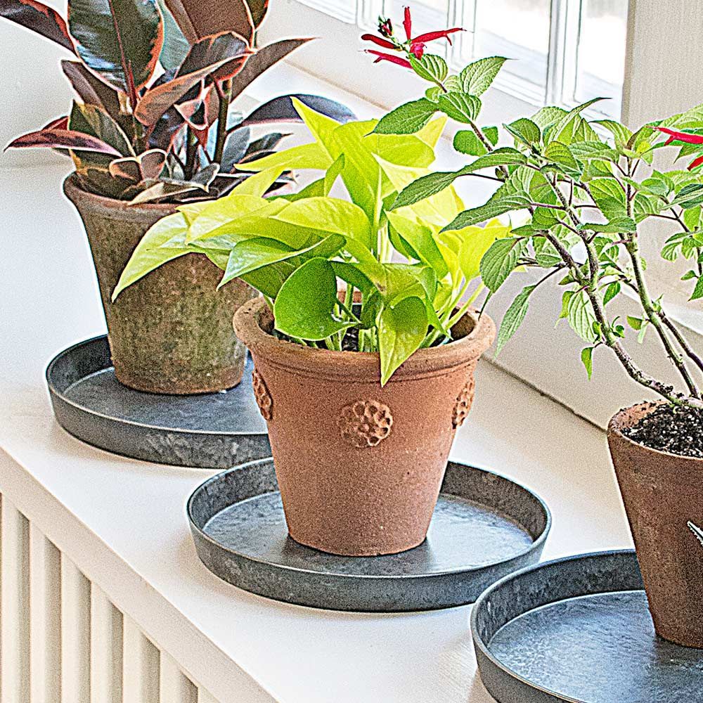 Indoor Pottery White Flower Farm