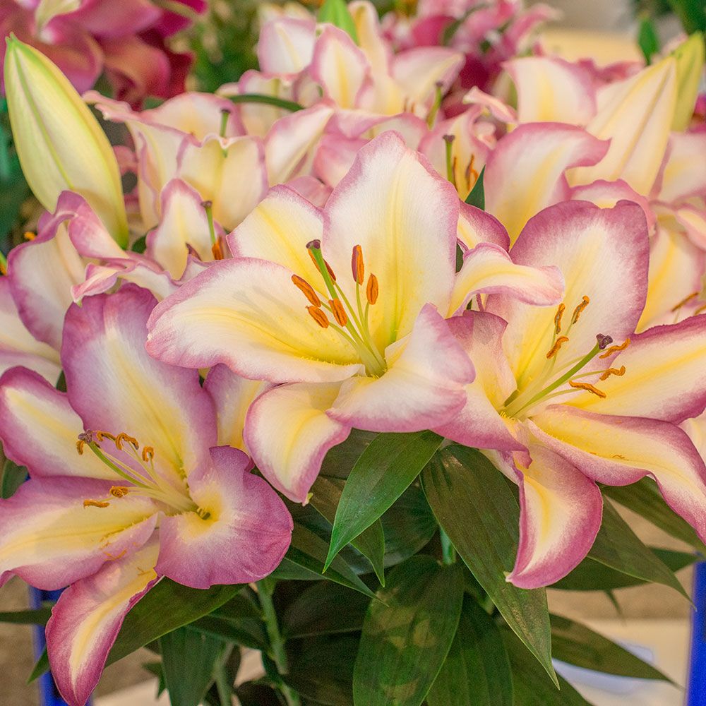 Lilium Captain Tricolore | White Flower Farm