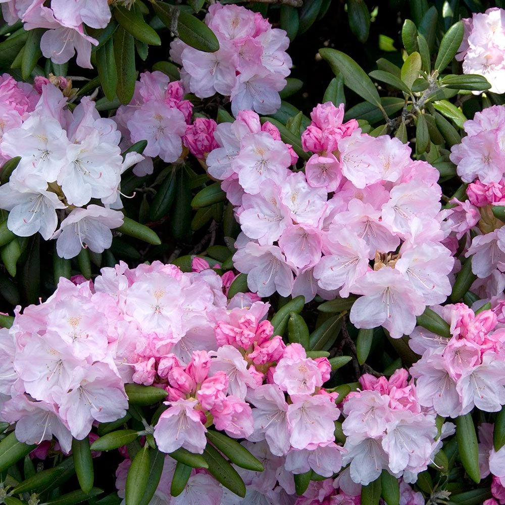 Rhododendron Jane Grant White Flower Farm
