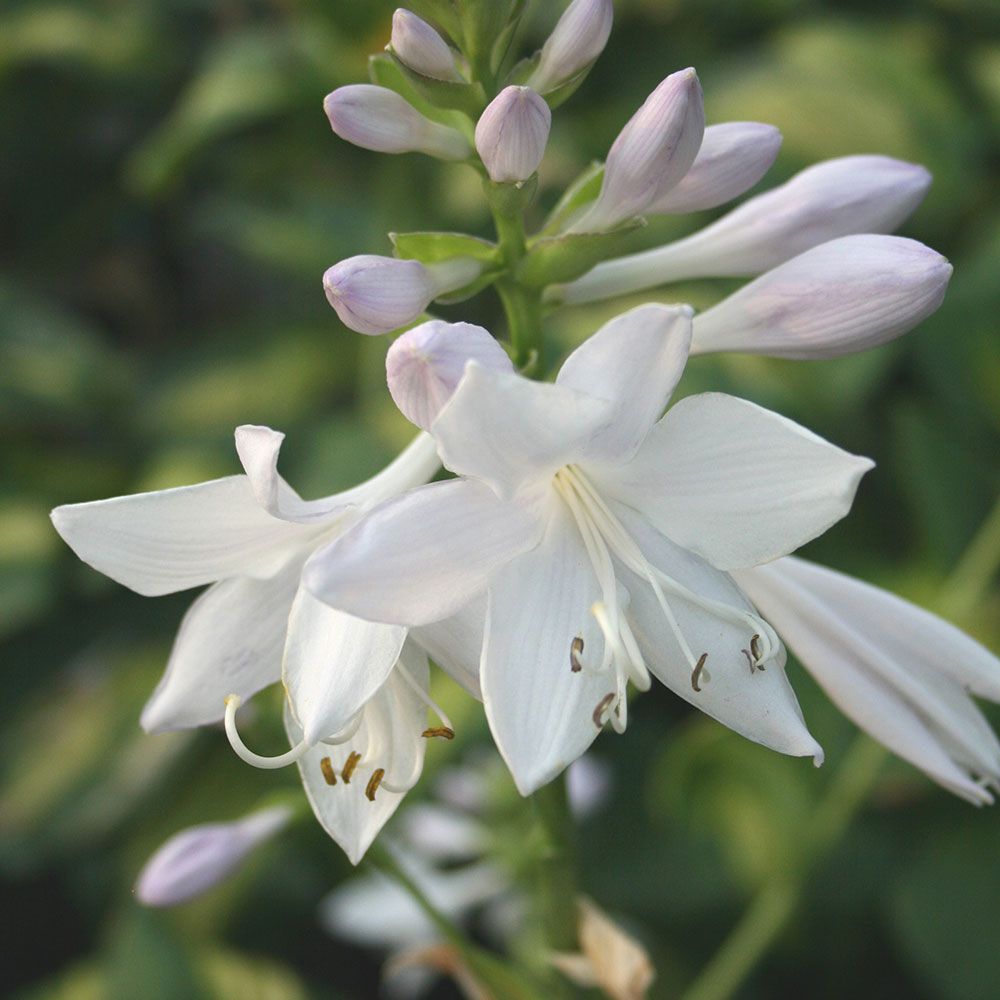 Hosta Cathedral Windows | White Flower Farm