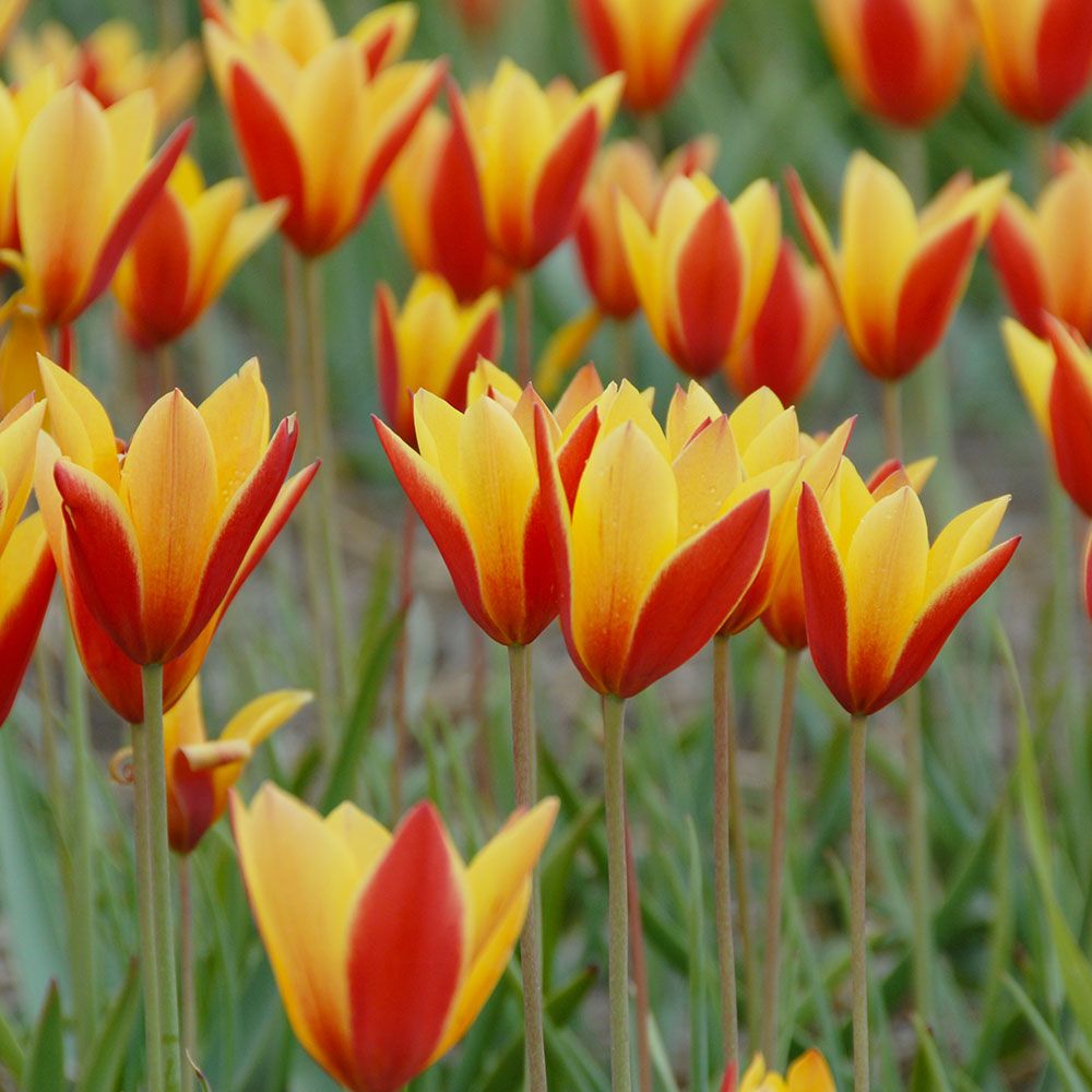 Tulip clusiana var. chrysantha 'Tubergen's Gem'
