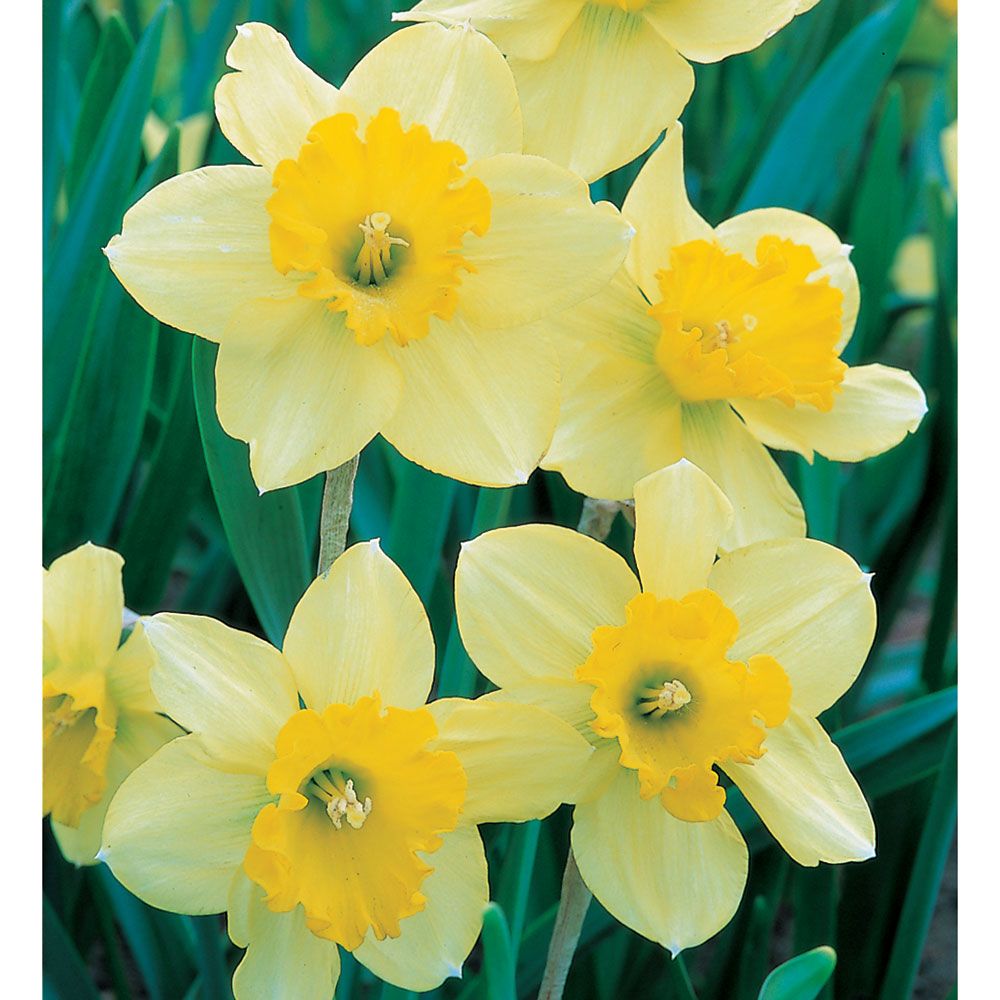 Narcissus Carlton | White Flower Farm