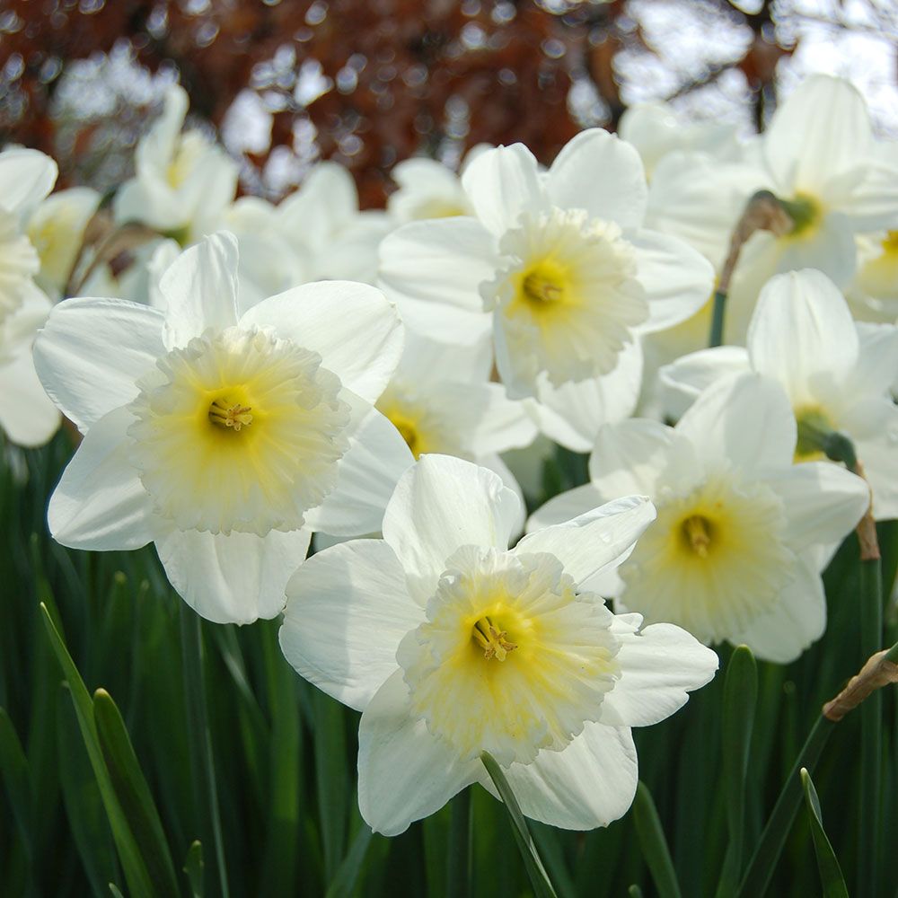 Narcissus Ice Follies White Flower Farm