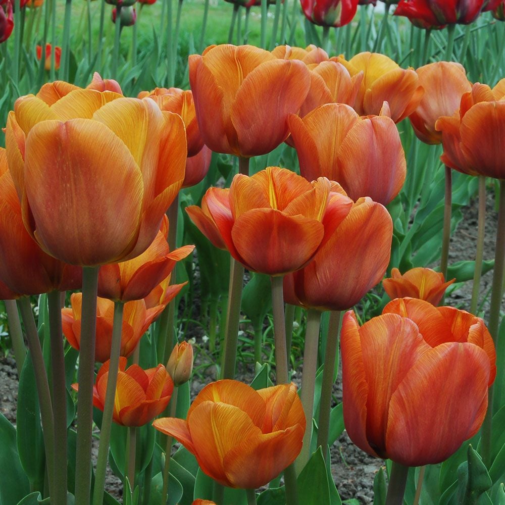 Tulip Cairo White Flower Farm