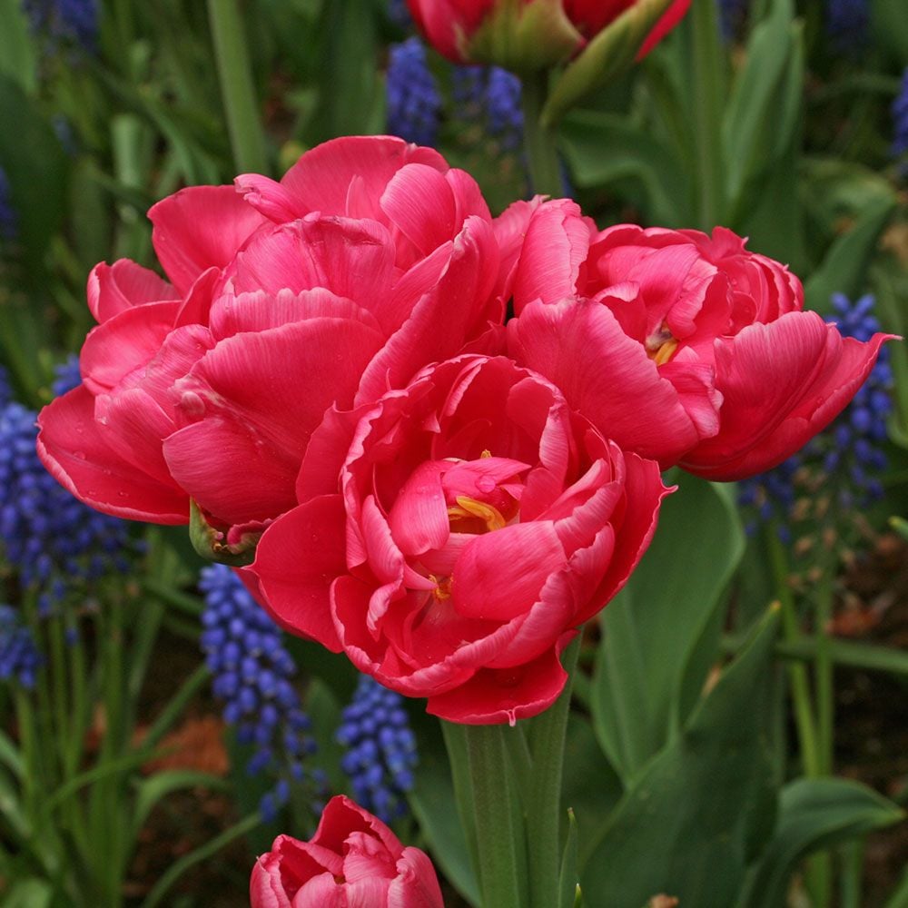 Tulip 'Crown Princess Mary'