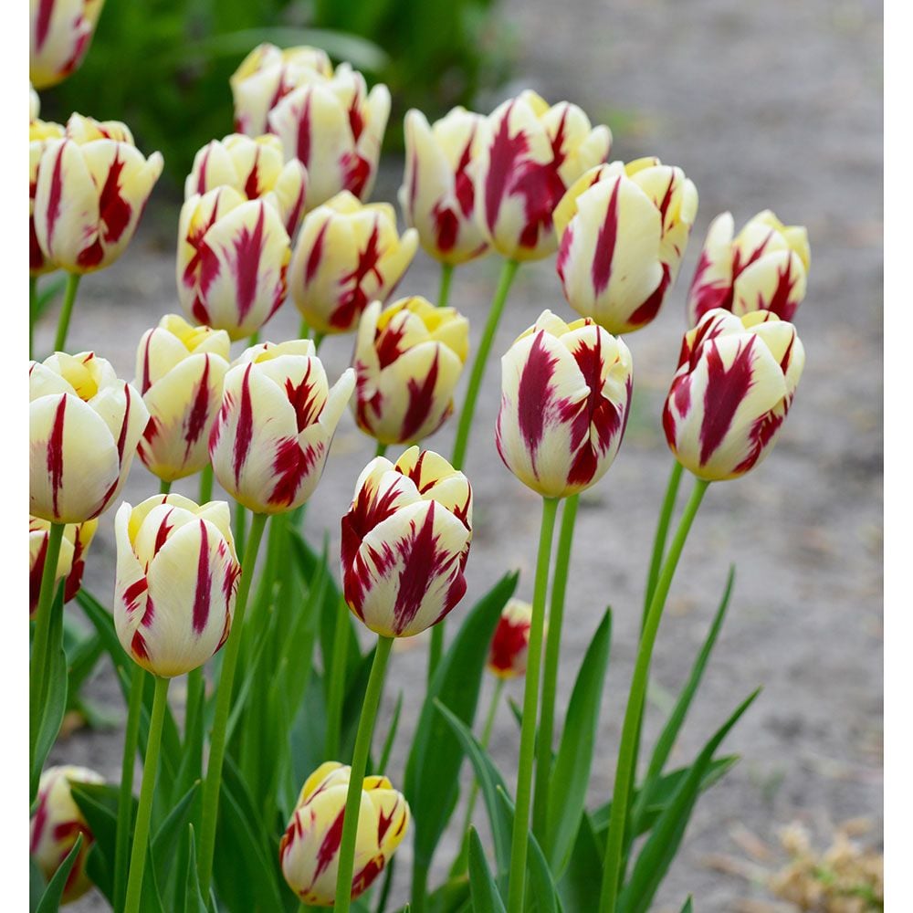 Tulip Grand Perfection White Flower Farm