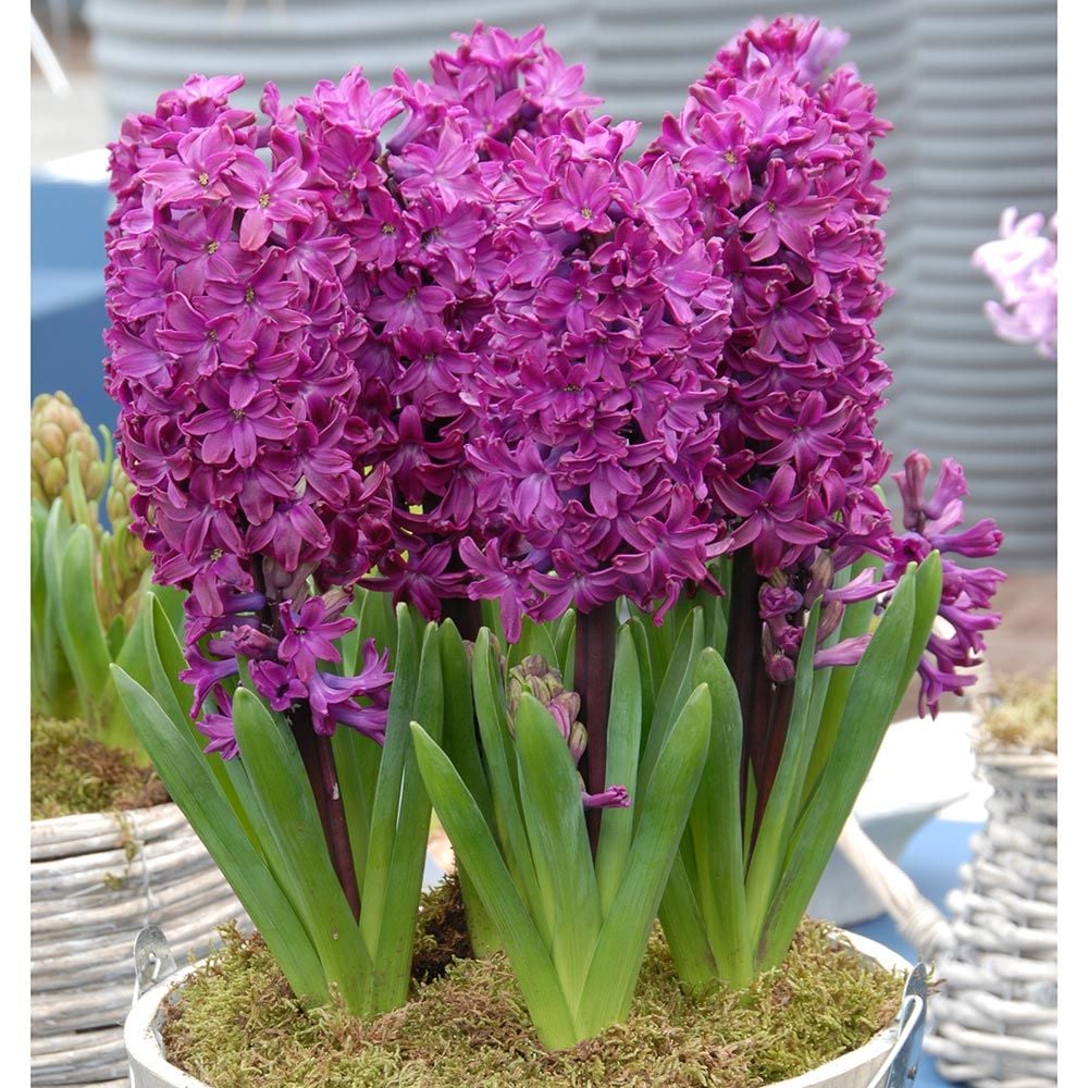 Hyacinth orientalis 'Showmaster'