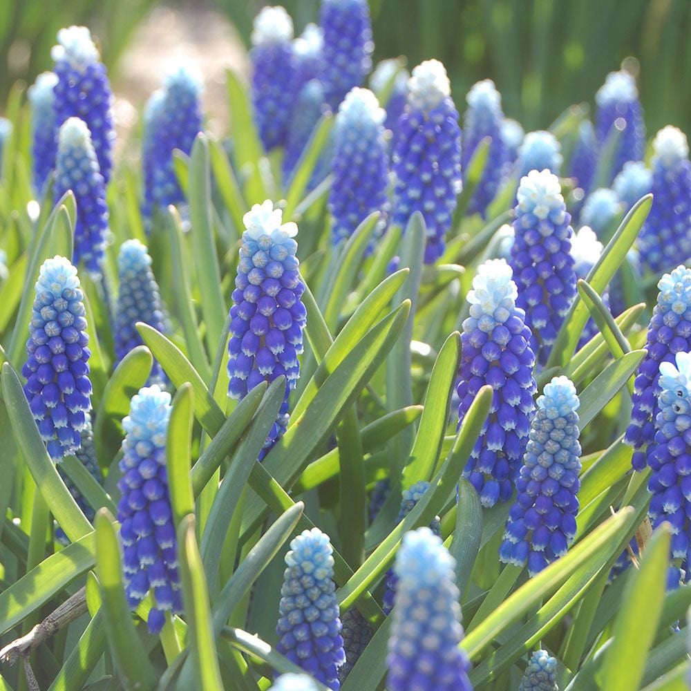 Muscari armeniacum 'Helena'