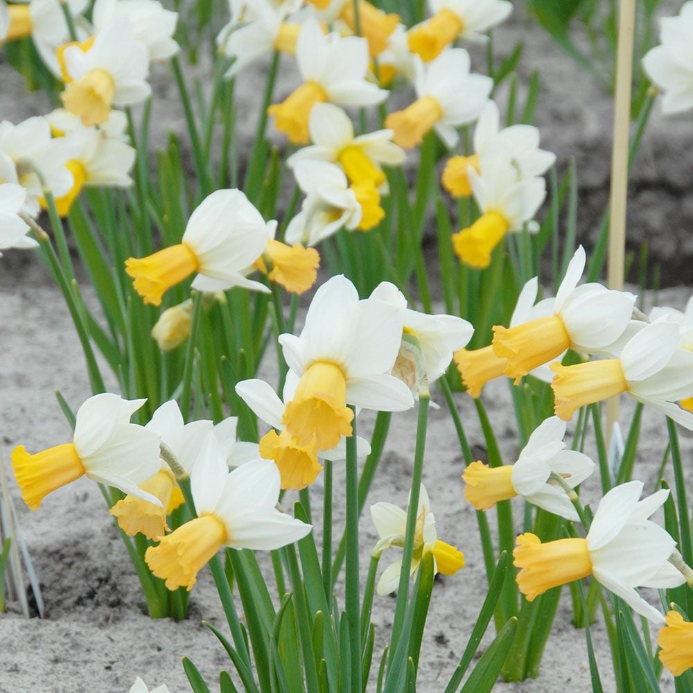 Narcissus Winter Waltz White Flower Farm