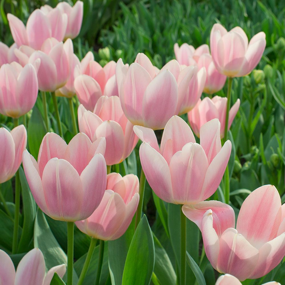 Tulip Apricot Delight | White Flower Farm