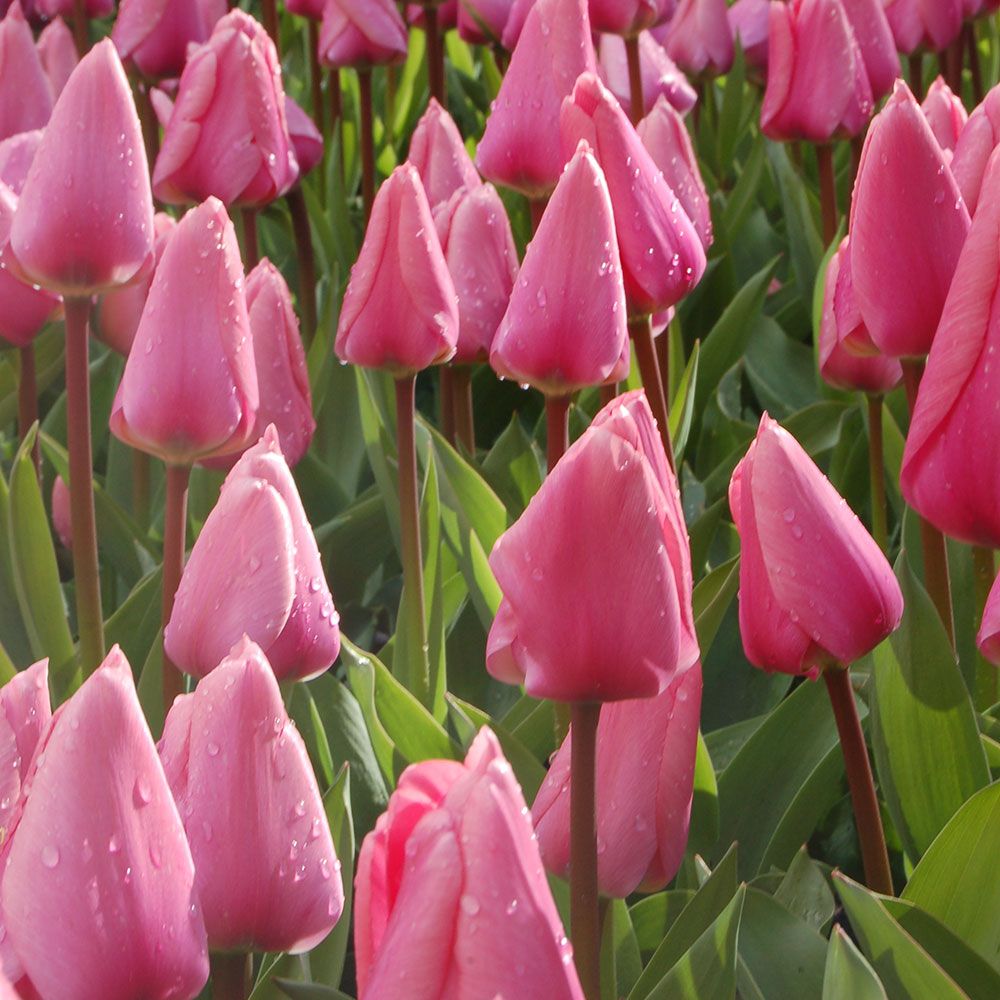 Tulip Big Love White Flower Farm