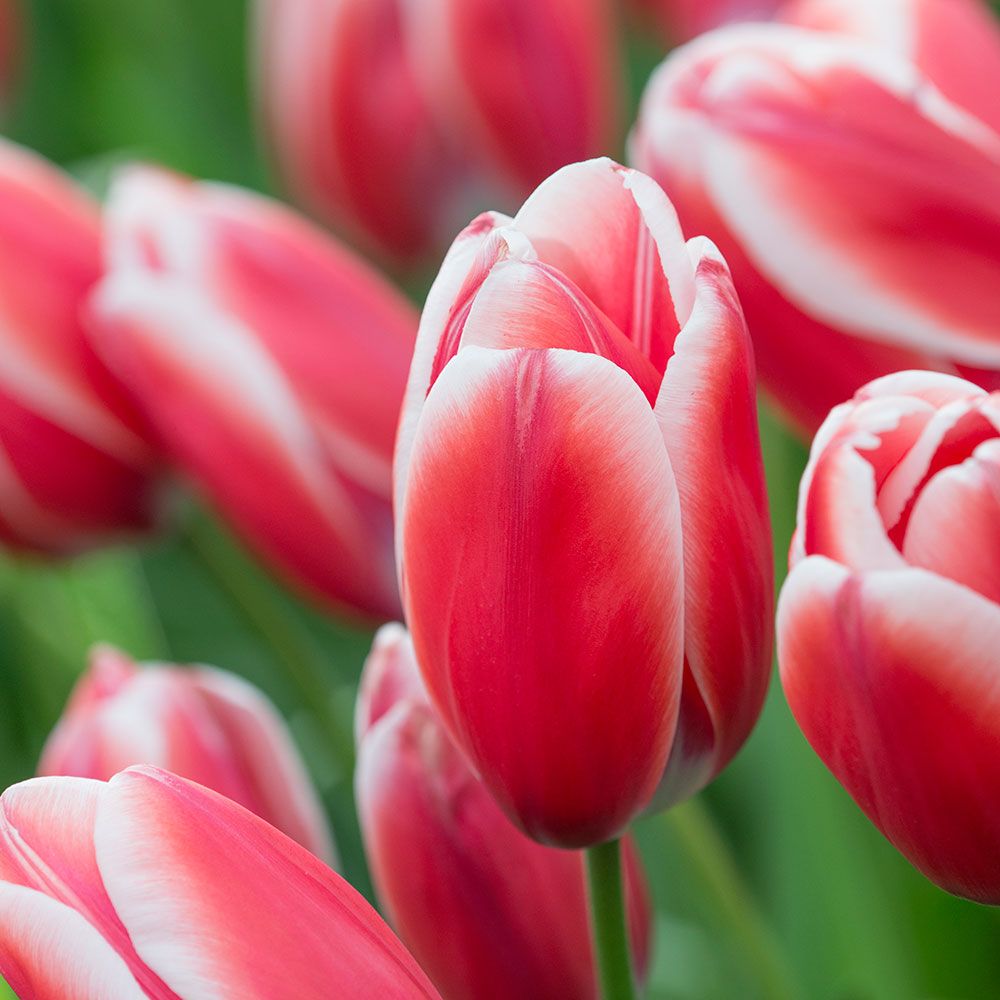 Tulip Kelly White Flower Farm