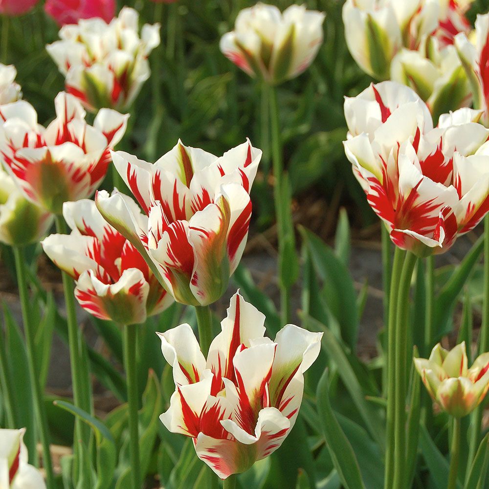 Spring Green Tulip Mix White Flower Farm