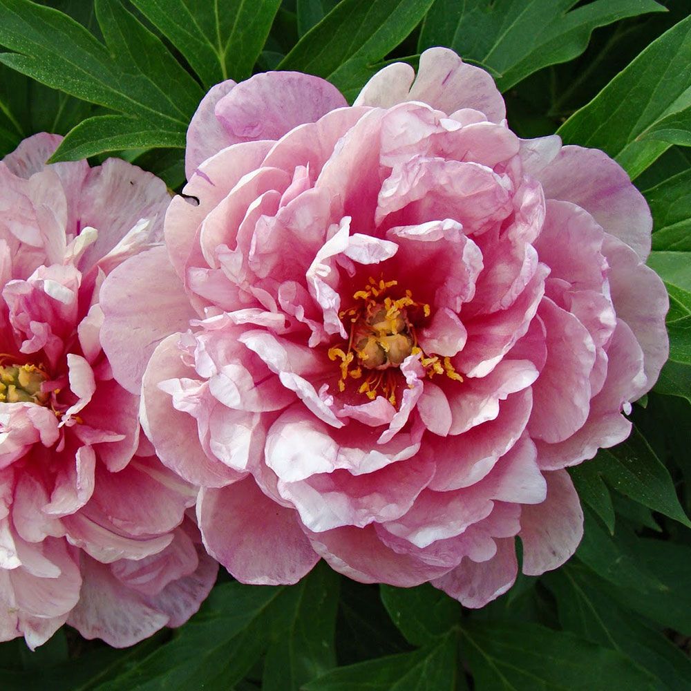 Pink Peony Cut Flowers Peony Moonstone Herbaceous Peonies Flower