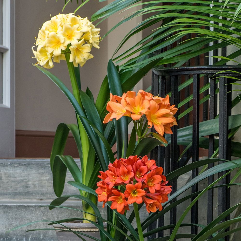 Exclusive Clivia Plants White Flower Farm