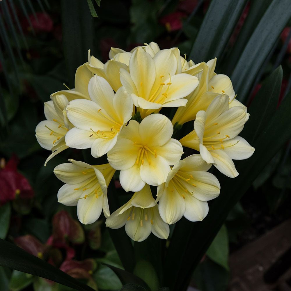 Clivia miniata Longwood Debutante White Flower Farm