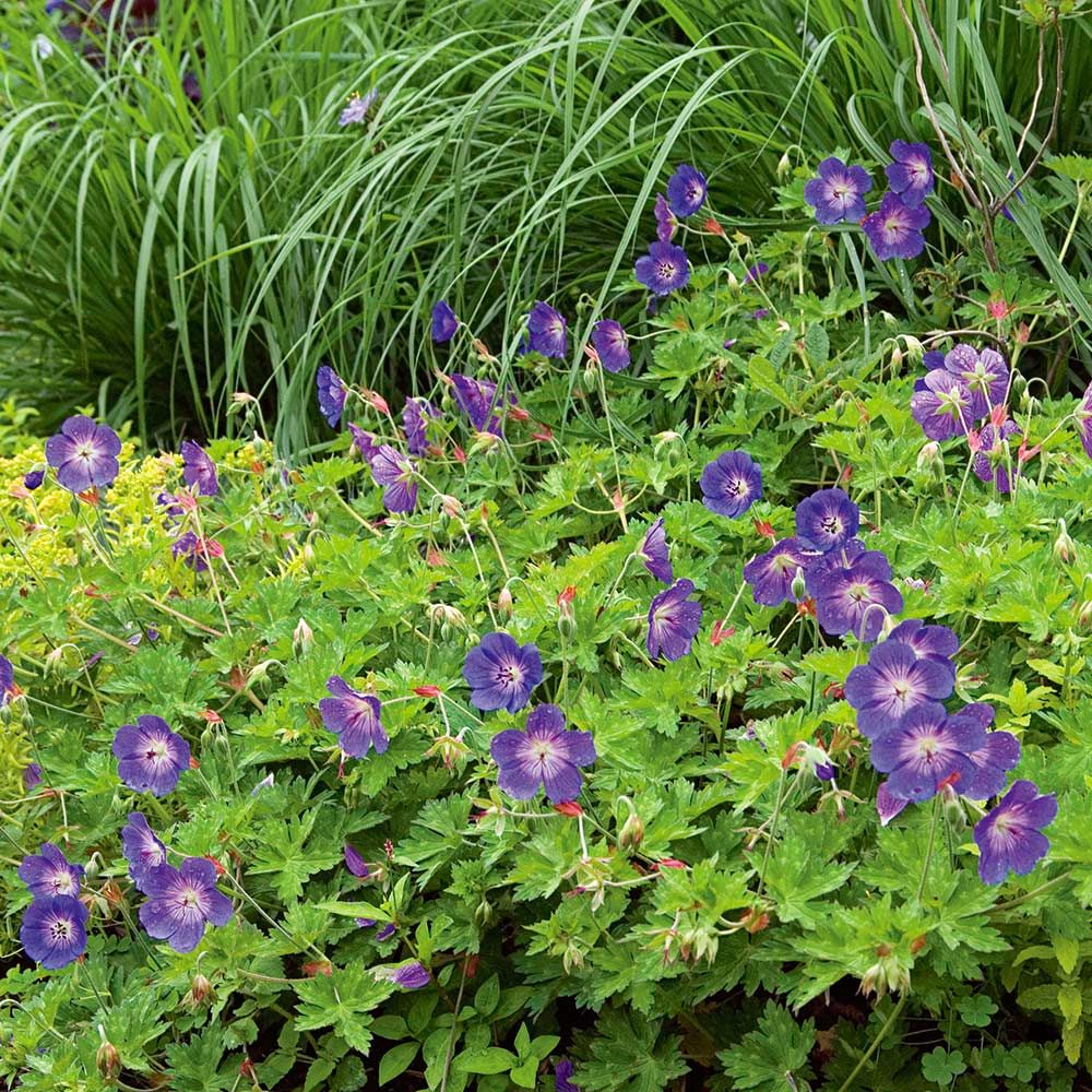 Geranium Rozanne White Flower Farm