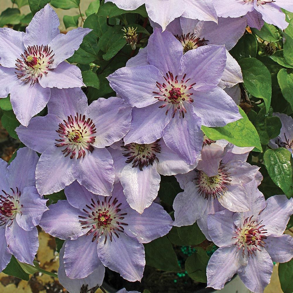 Clematis Still Waters™