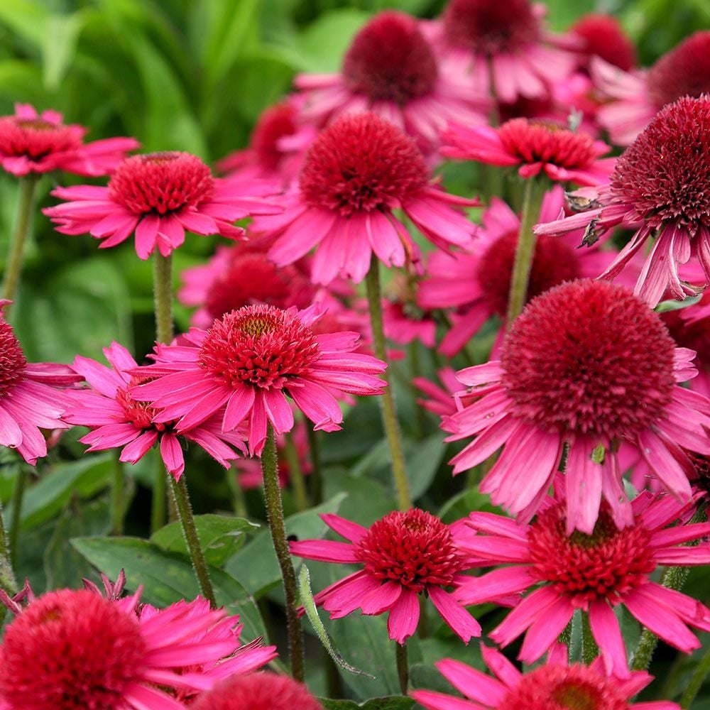Perennials Flowers, Perennials Plants | White Flower Farm