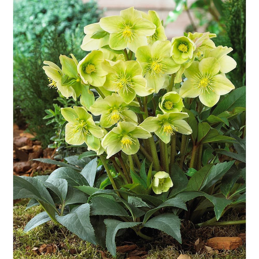 Helleborus Winter Magic™ Snow Love White Flower Farm