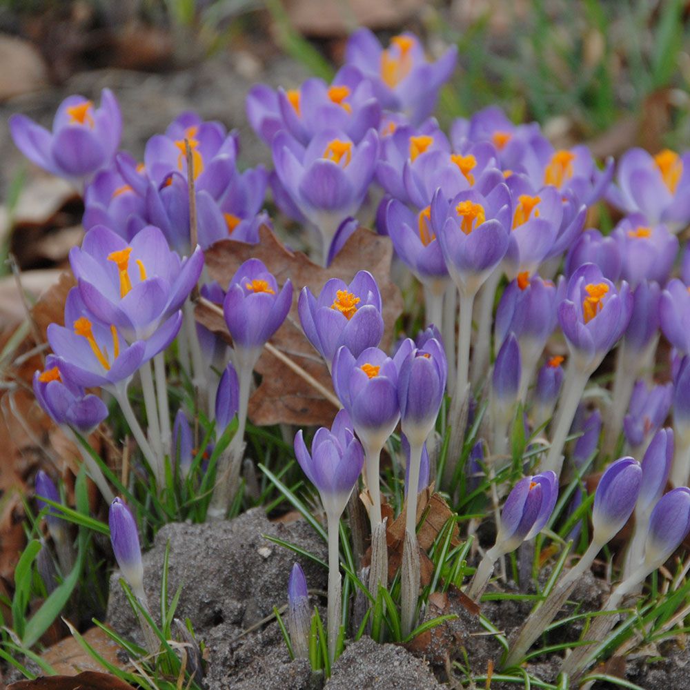 SquirrelProof Crocus Mix White Flower Farm
