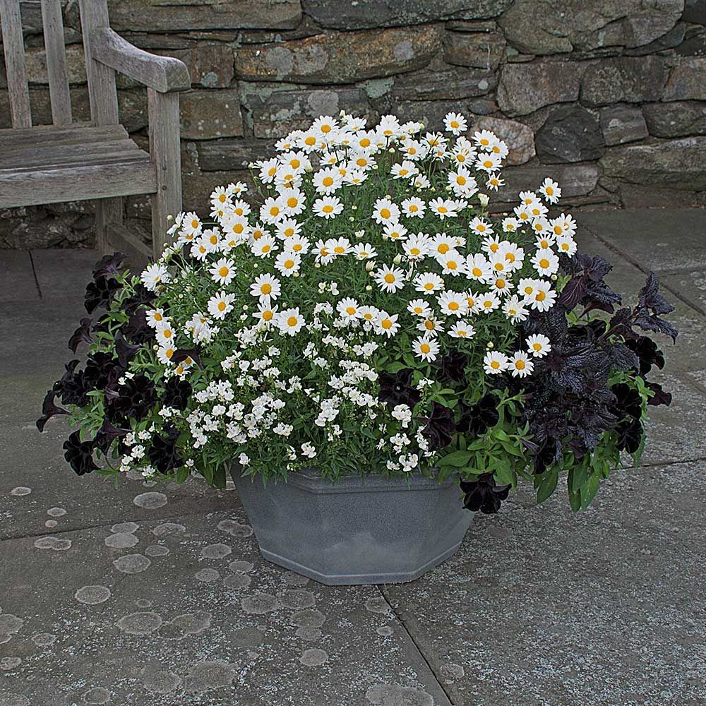 New Annual Container Designs White Flower Farm