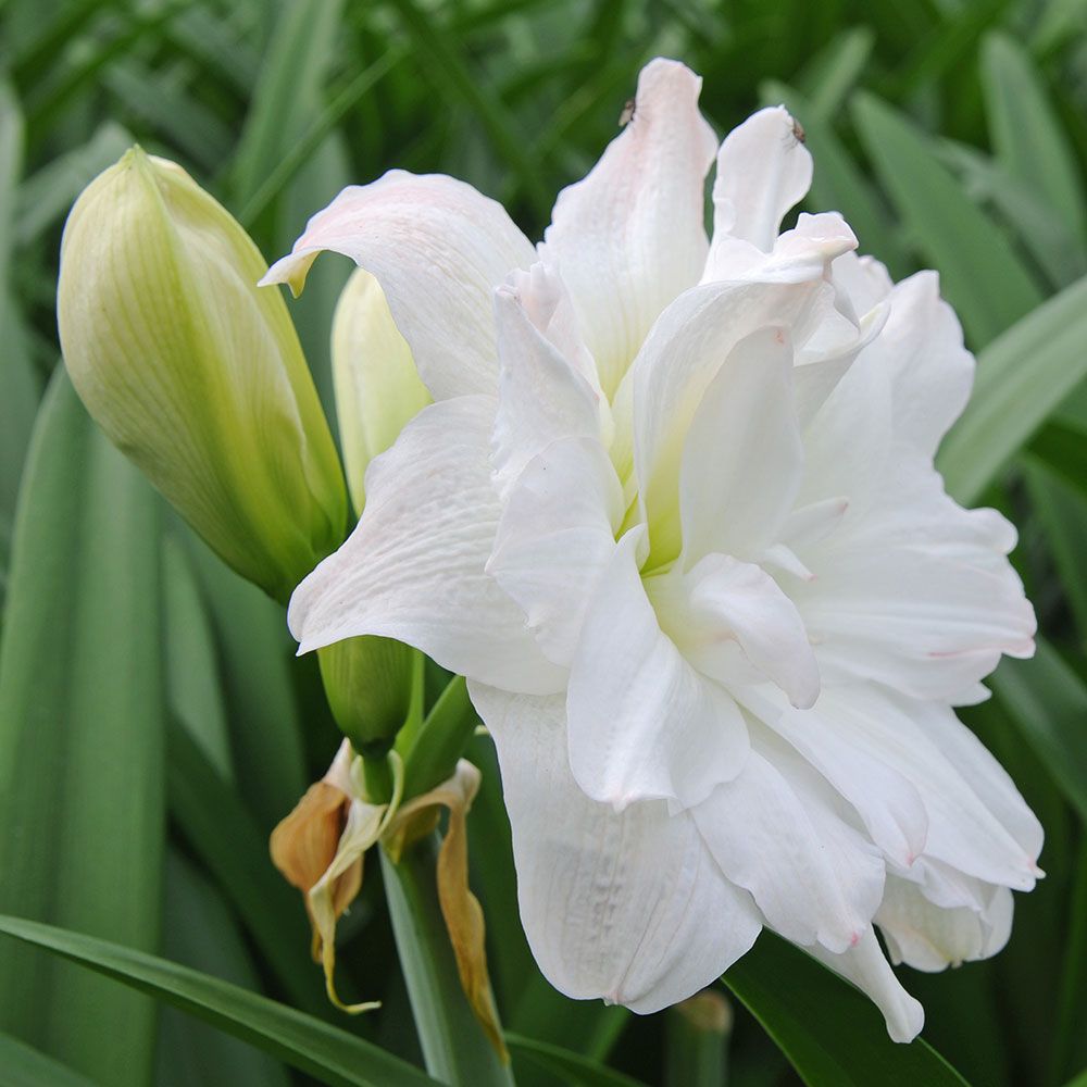 Amaryllis Arctic Nymph | White Flower Farm
