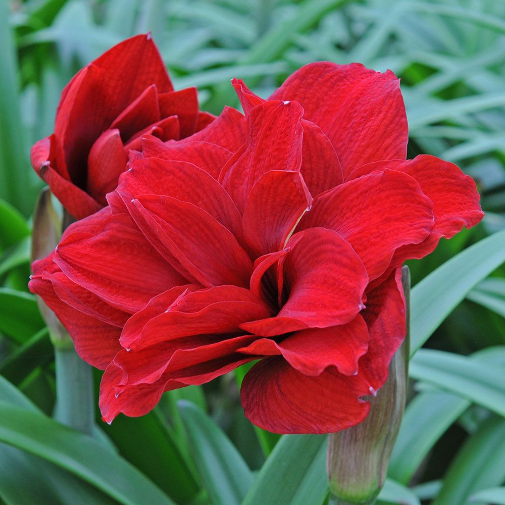 Amaryllis Amarantia White Flower Farm