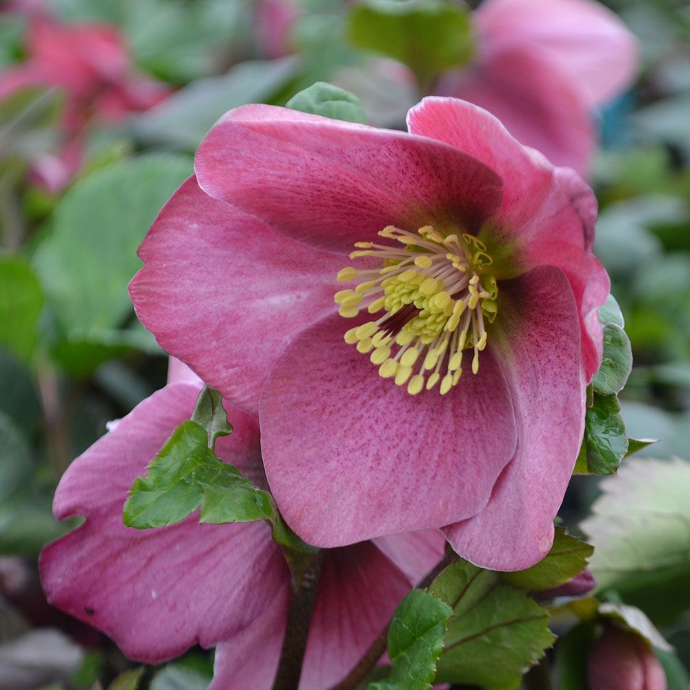 Hellebore White Flower Farm