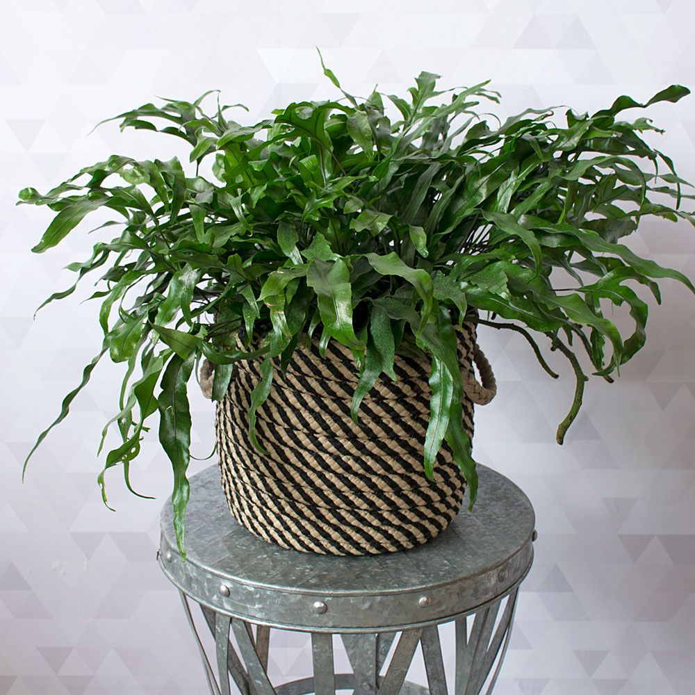 Kangaroo Fern | White Flower Farm