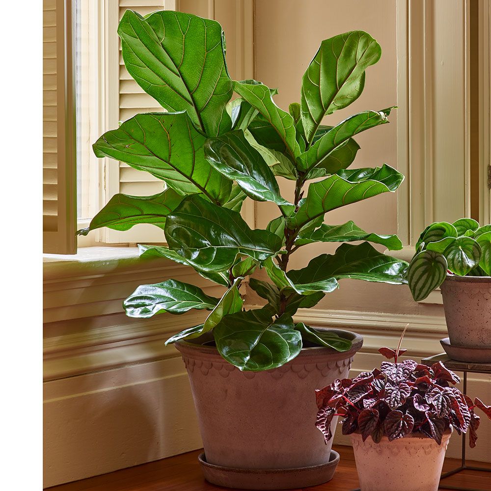 Fiddleleaf Fig White Flower Farm