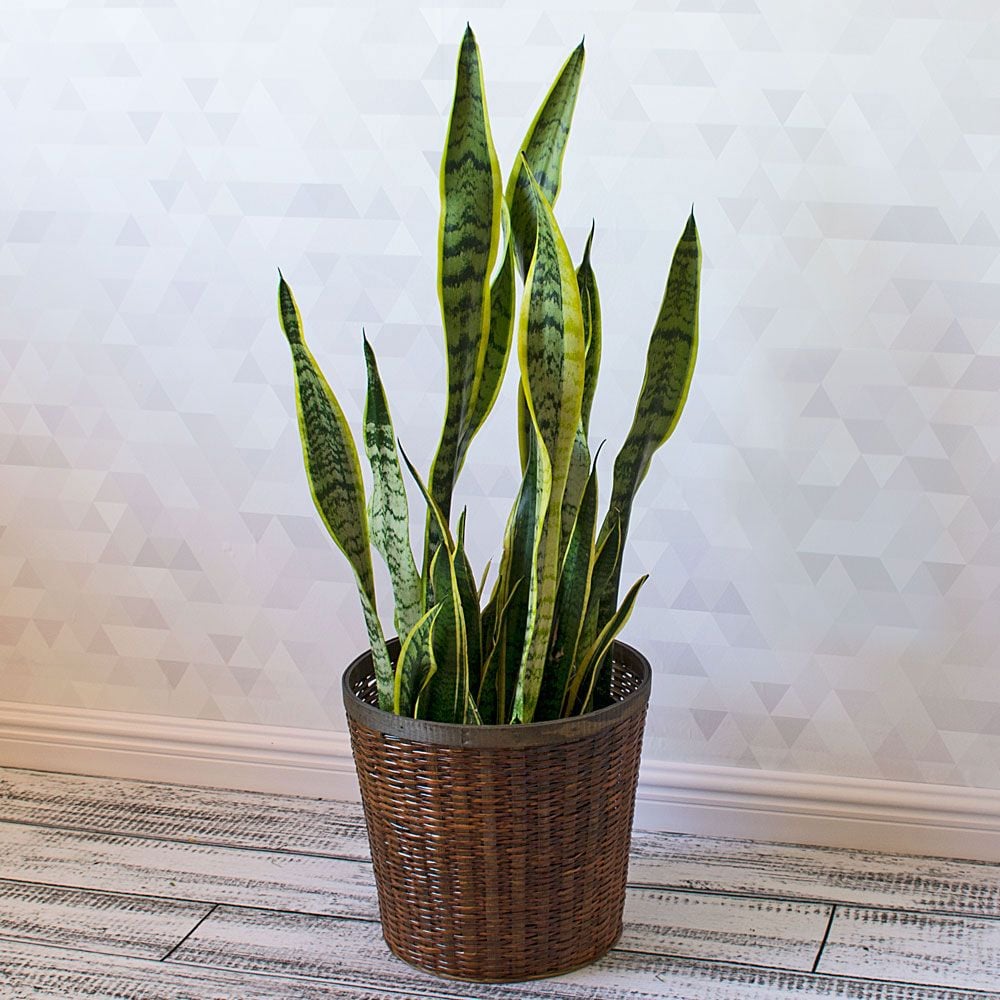 Variegated Snake Plant White Flower Farm