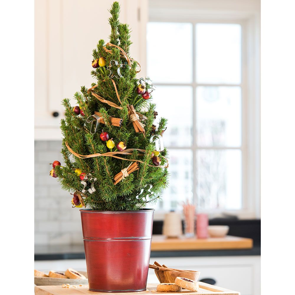 Apple Cinnamon Tabletop Tree White Flower Farm