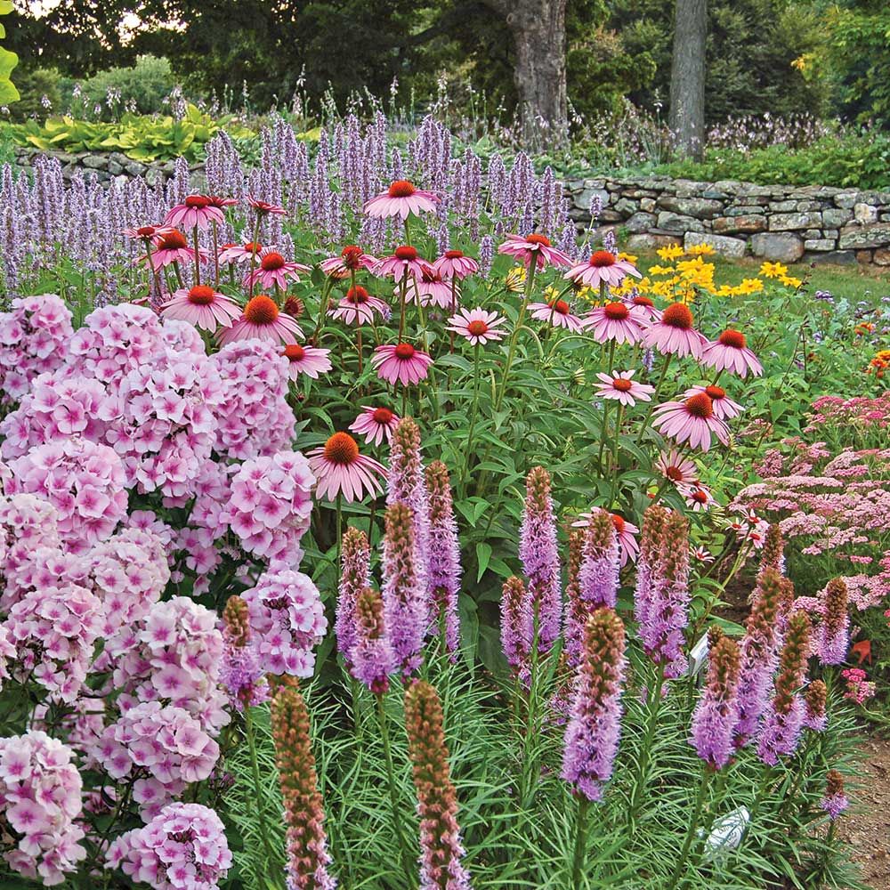 Butterfly Perennial Collection White Flower Farm