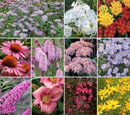 The Butterfly Garden | White Flower Farm
