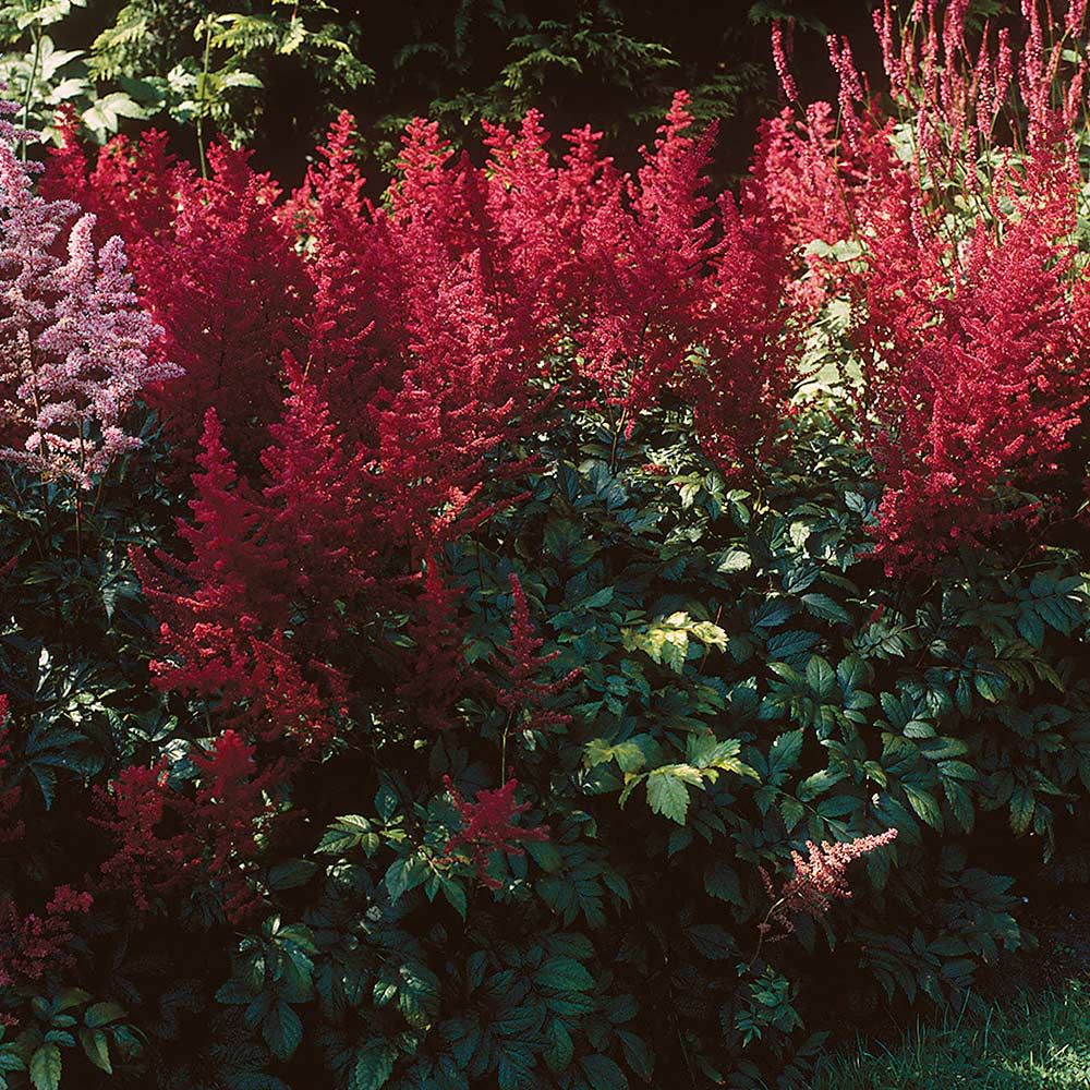 Astilbe x arendsii Fanal White Flower Farm