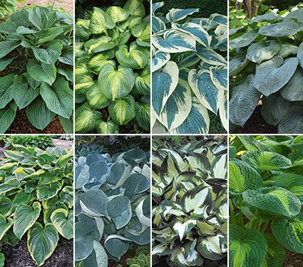 World of Hosta Collection