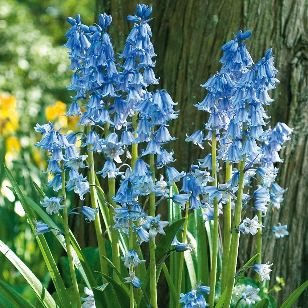 Hyacinthoides nonscripta White Flower Farm