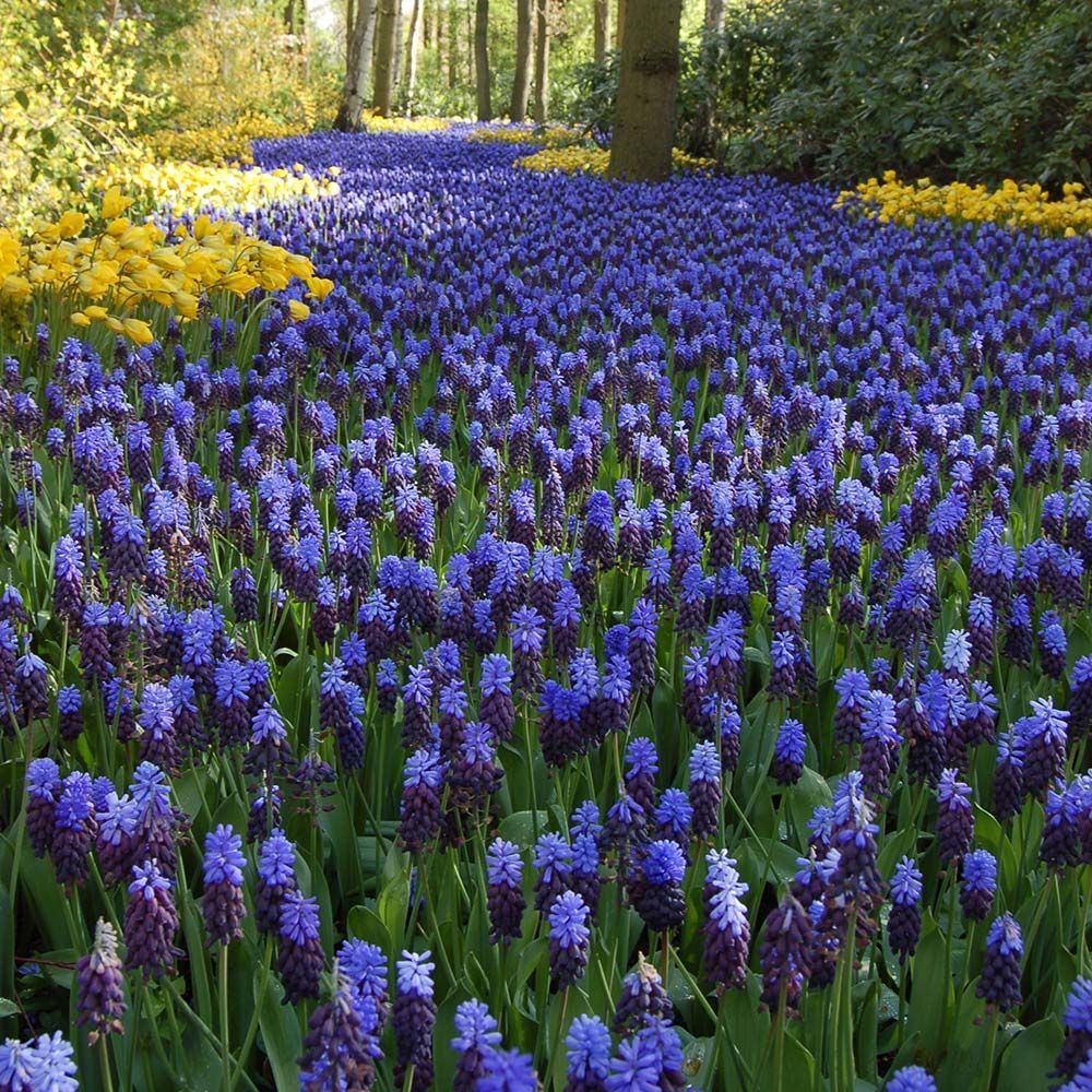 Muscari Flowers, Muscari Bulbs & More White Flower Farm