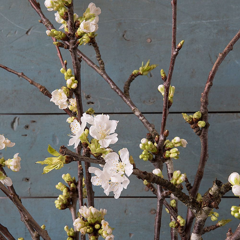 White Flowering Branches White Flower Farm