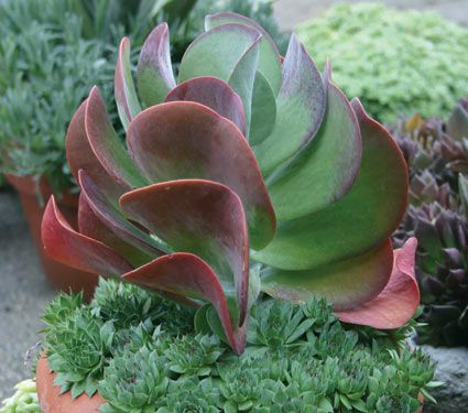 Kalanchoe thyrsiflora | White Flower Farm