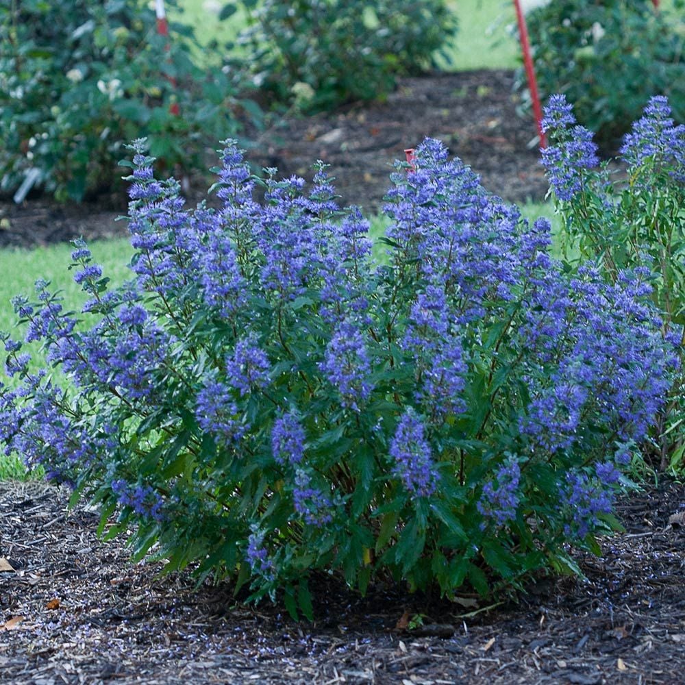 Caryopteris x clandonensis Beyond Midnight® White Flower Farm
