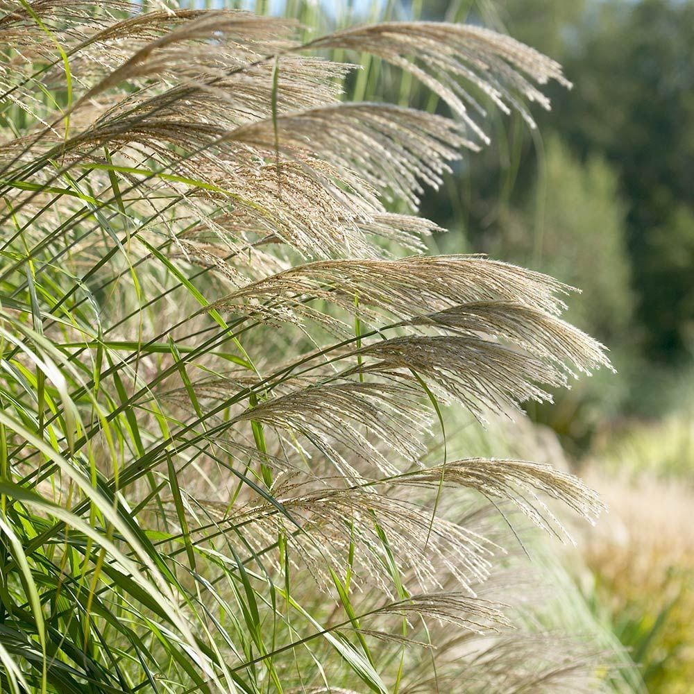 Miscanthus sinensis 'Silver Feather'