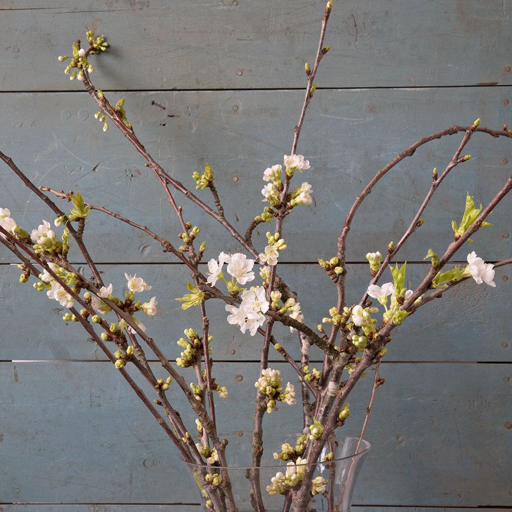 White Flowering Branches White Flower Farm
