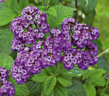 Heliotrope Fragrant Delight | White Flower Farm