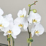 July - White Moth Orchid