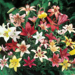  Extended-Season Lily Mix