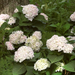  Hydrangea macrophylla Endless Summer® Blushing Bride®