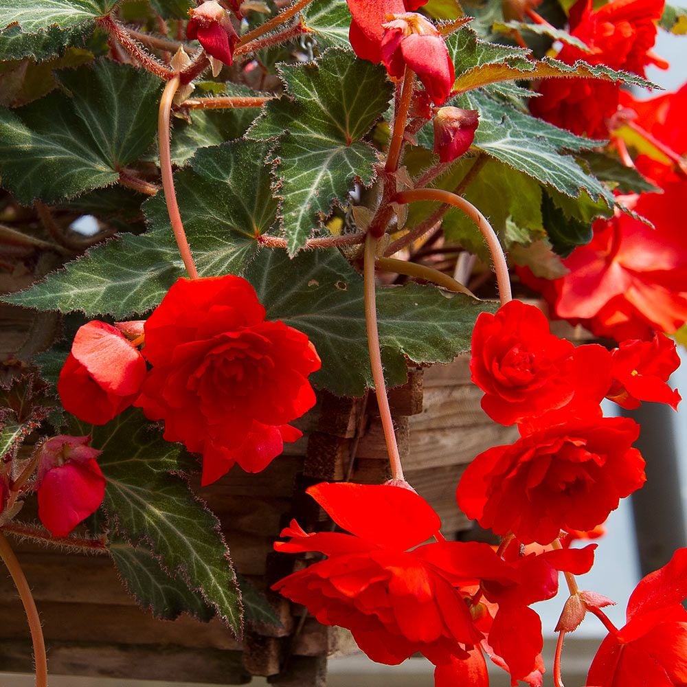 Begonia 'Scarlet Pimpernel' Blackmore & Langdon Trailing Variety