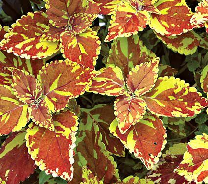 Coleus Freckles | White Flower Farm